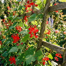 Runner Bean Scarlet Emperor Seeds for Home Garden