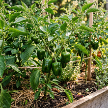 Mini Sweet Pepper Sweetonia Chocolate Seeds for Planting