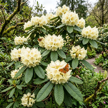 Rhododendron macabeanum Flower Seeds for Planting