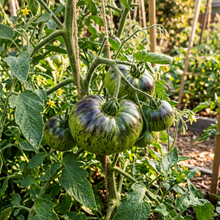 Tomato Berkley Tie Dye Seeds for Planting