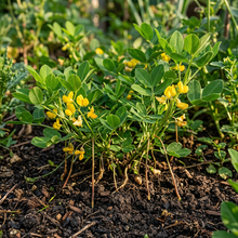 Peanuts Bonsai Seeds for Planting