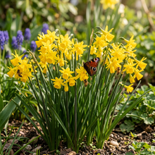 Narcissus Hawera Yellow Daffodil Seeds for Planting