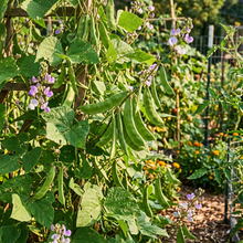Dolichos Broad Variety Seeds for Home Garden