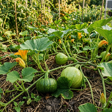 Pumpkin Mix Seeds for Planting