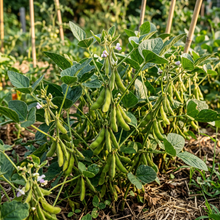 Fresh Edamame Vegetable Seeds for Planting