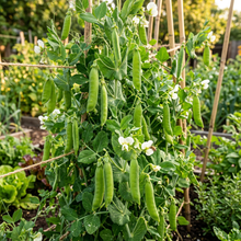 Lincoln Pea Seeds for Planting