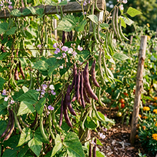 Pink-Eyed Purple Hulled Bean Seeds for Planting