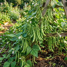 White Calypso Bean Seeds for Home Garden