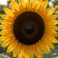 Mongolian Giant Sunflower Seeds for Planting - Extra Large Garden Flowers