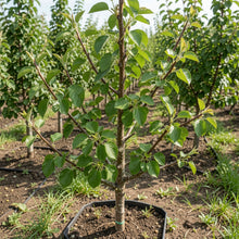 Birchleaf Pear Rootstock Seeds for Planting