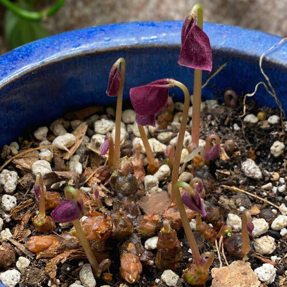 Purple Shamrock Bulbs Oxalis triangularis – Purple Oxalis Bulbs for Indoor & Outdoor