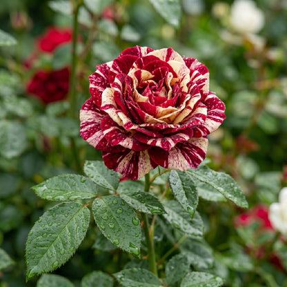 Twin Red White Rose Flower Seeds for Planting