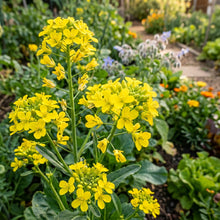 Choy Sum Seeds – Flowering Chinese Cabbage