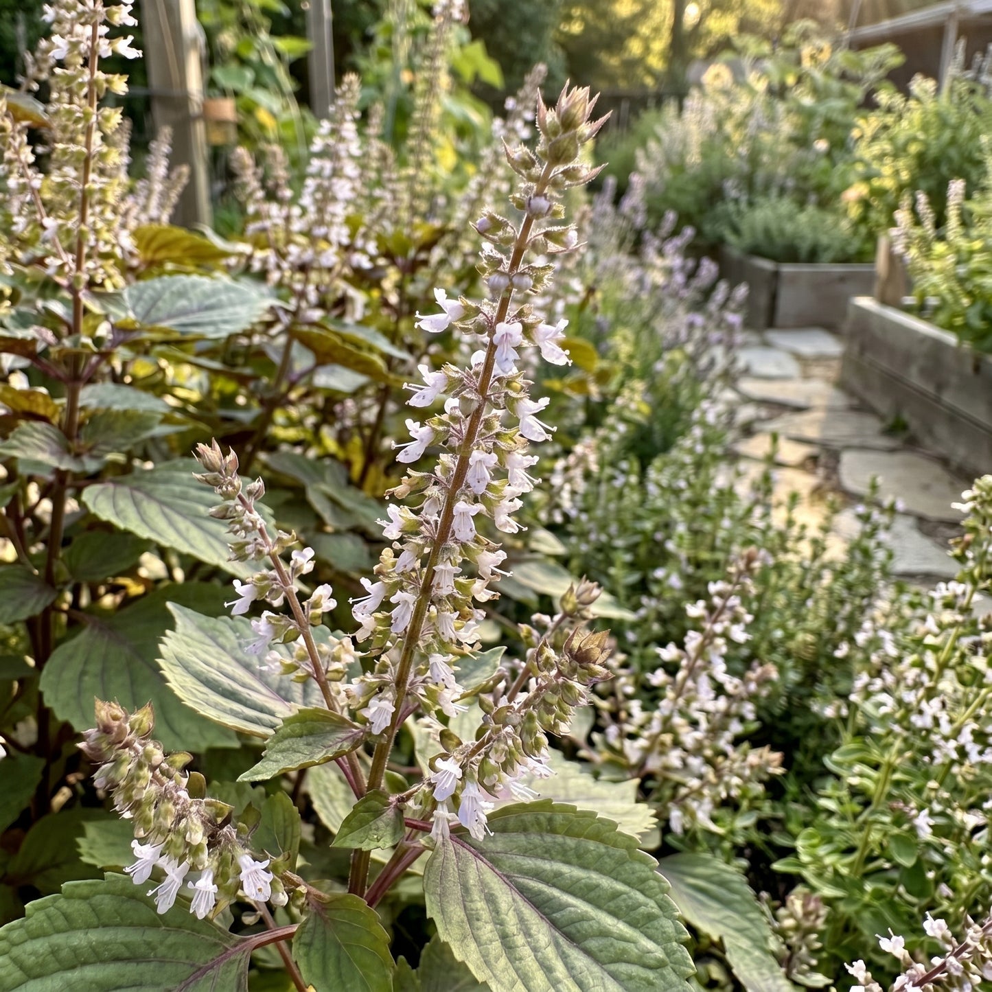 Korean Perilla Herb Seeds for Home Gardens