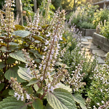Korean Perilla Herb Seeds for Home Gardens