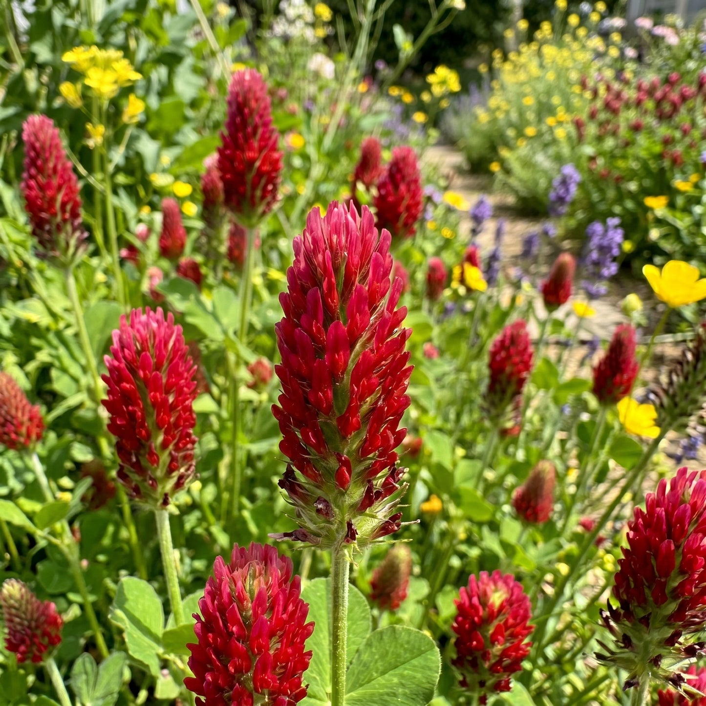 Crimson Clover Seeds – Crimson Clover Cover Crop Seeds