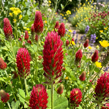 Crimson Clover Seeds – Crimson Clover Cover Crop Seeds