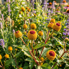 Toothache Plant Seeds – Electric Daisy Flowerb