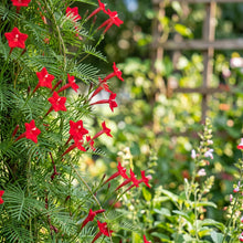 Cypress Vine Seeds (Ipomoea quamoclit) – Hummingbird Vine Flower Seeds