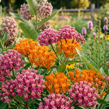 Mixed Color Milkweed Seeds – Asclepias Garden Flower Seeds