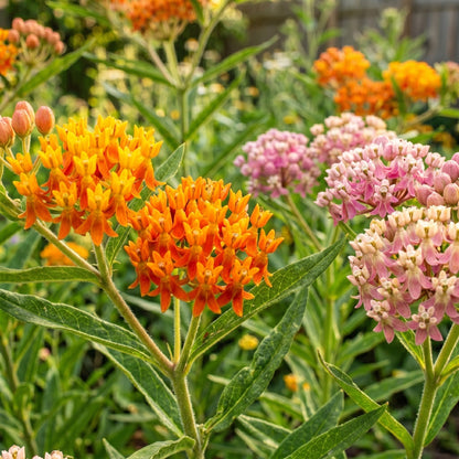 Mixed Milkweed Seeds – Asclepias Multi Variety Flower Seeds