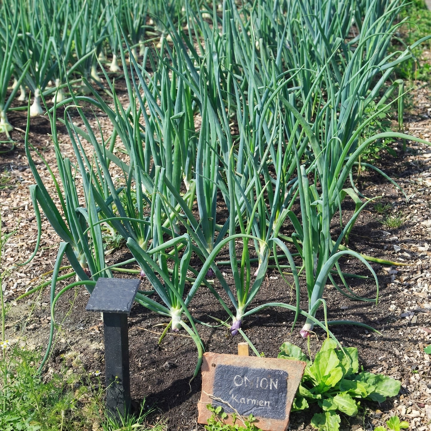 Mix Onion Sets Bulbs – Yellow Red & White Onion Bulbs for Storage