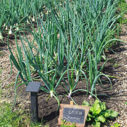 Mix Onion Sets Bulbs – Yellow Red & White Onion Bulbs for Storage