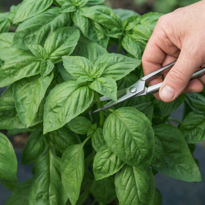 Italian Large Leaf Basil Seeds Sweet Basil Herb Seeds Ocimum basilicum