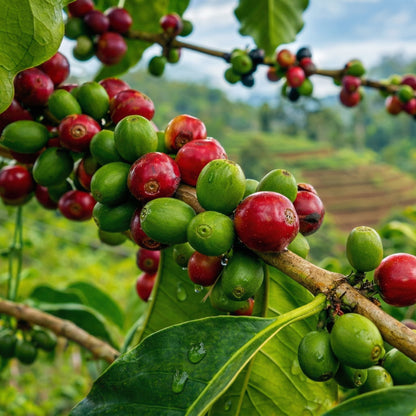 Coffea Arabica Seeds for Planting – Coffee Bean Heirloom Tree Seeds
