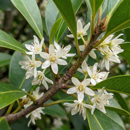 Star Anise Seeds Illicium verum – Aromatic Spice Tree Seeds