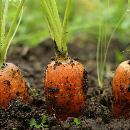 Tendersweet Carrot Seeds – High Yield Sweet Root Carrot Seeds for Outdoor Planting