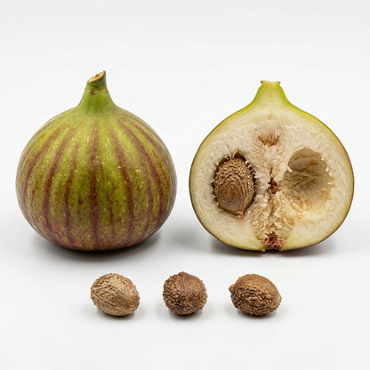 Aleurites Fordii Seeds – Tropical Ornamental Tree Seeds for Warm Gardens