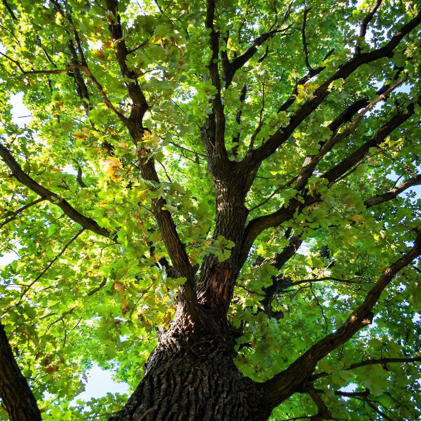 Oak Tree Seeds Quercus – Green Oak Acorns for Planting & Garden Growing