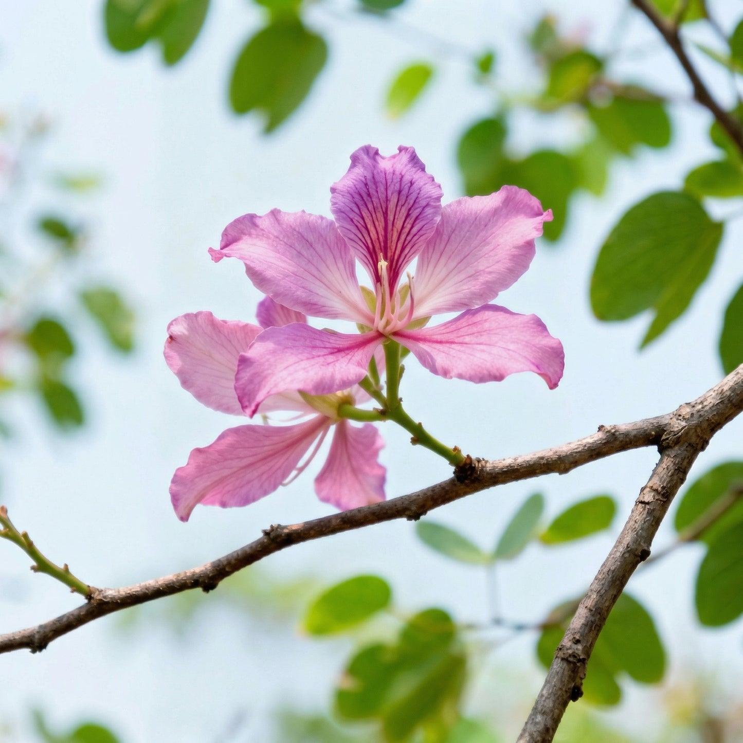 Bauhinia Orchid Tree Seeds – Butterfly Cercis Fragrant Bonsai Blakeana purpurea Seeds