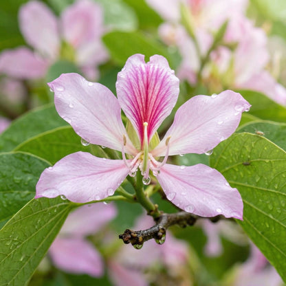 Bauhinia Orchid Tree Seeds – Butterfly Cercis Fragrant Bonsai Blakeana purpurea Seeds