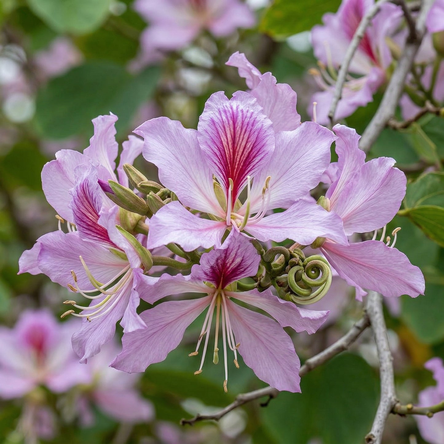 Bauhinia Orchid Tree Seeds – Butterfly Cercis Fragrant Bonsai Blakeana purpurea Seeds