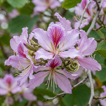 Bauhinia Orchid Tree Seeds – Butterfly Cercis Fragrant Bonsai Blakeana purpurea Seeds