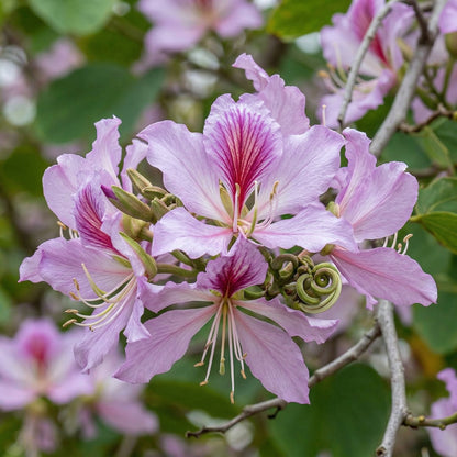 Bauhinia Orchid Tree Seeds – Butterfly Cercis Fragrant Bonsai Blakeana purpurea Seeds
