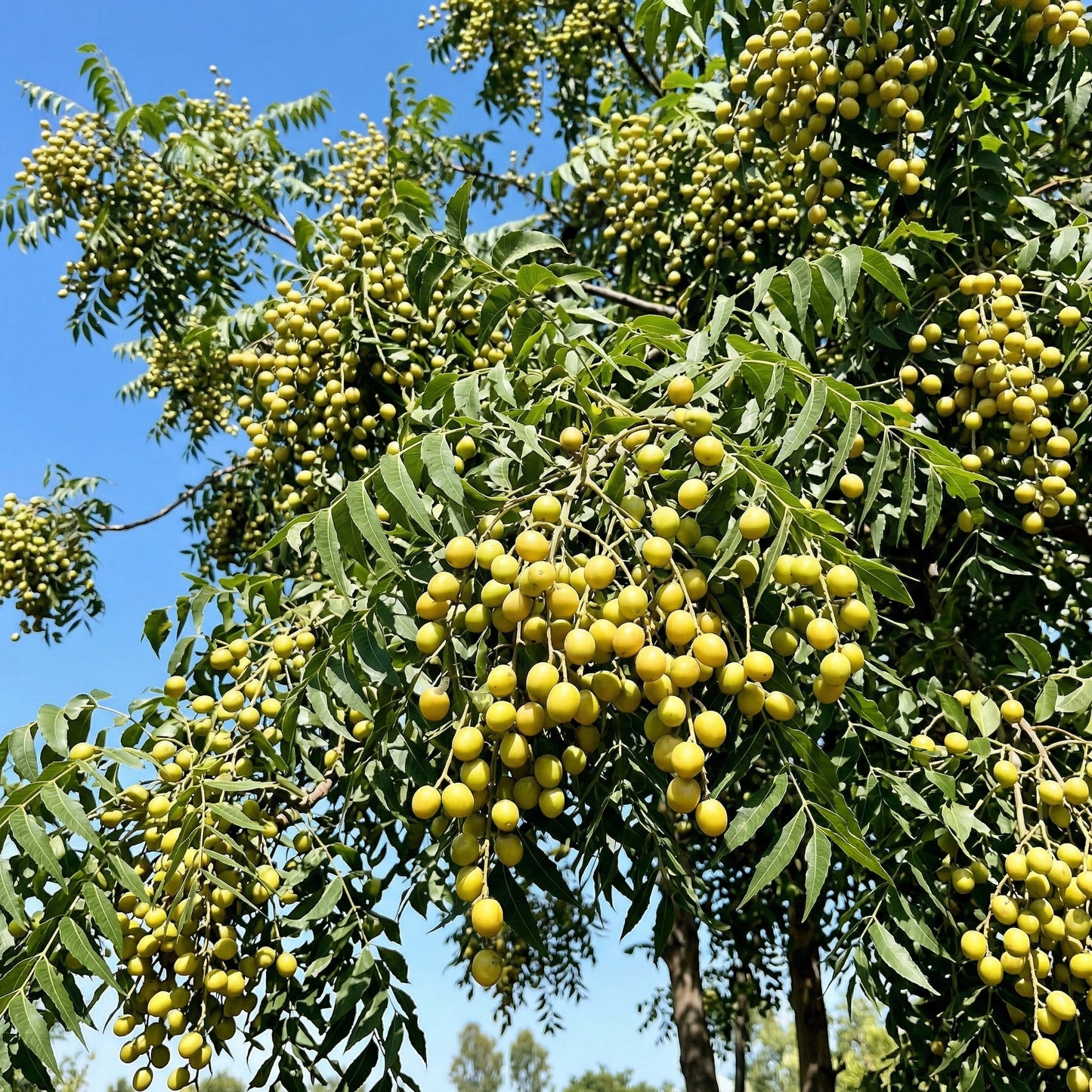 Saponaria Soapnut Tree Seeds – Heirloom Soap Nuts Garden Seeds
