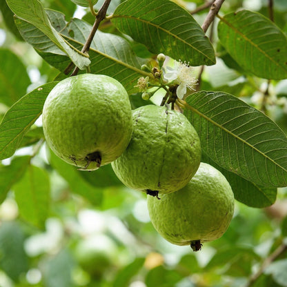 Pink Guava Seeds – Tropical Sweet Fruit Seeds for Containers & Backyard Gardens