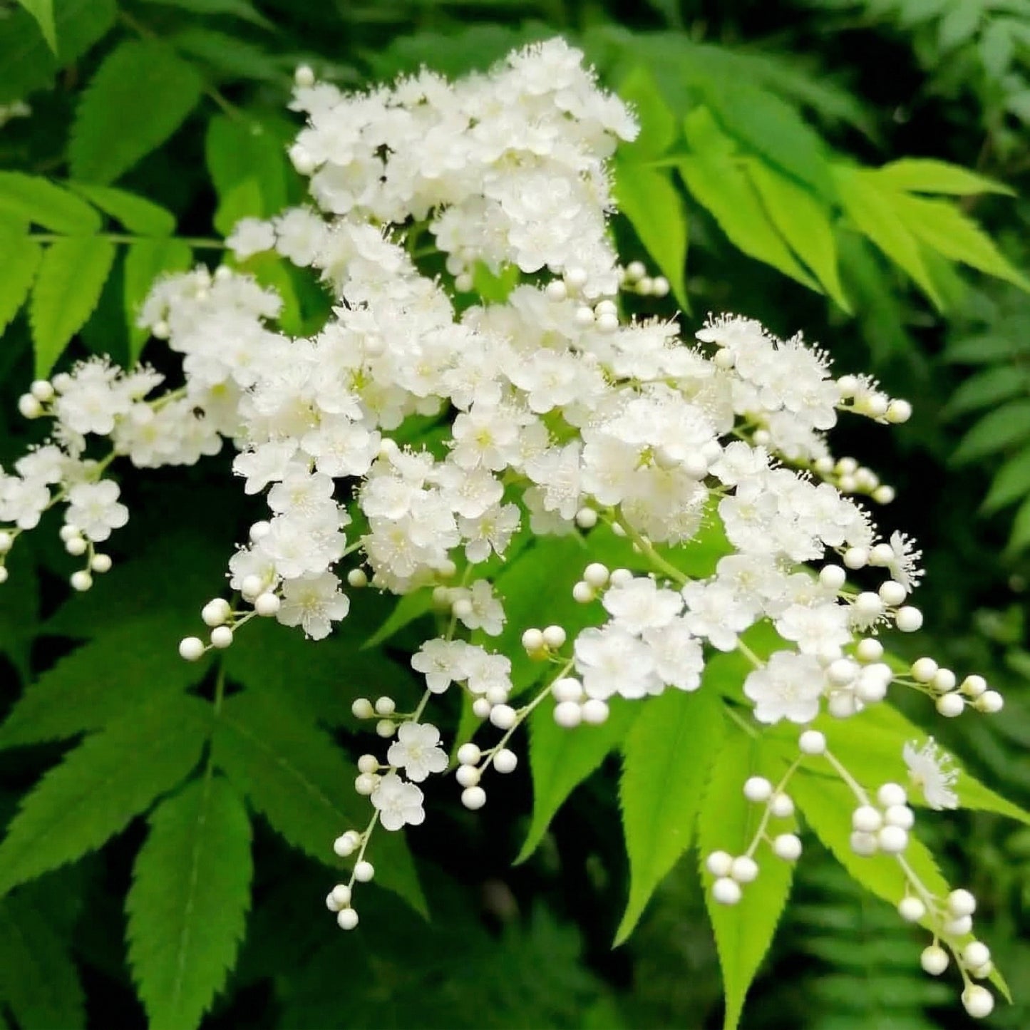 Sorbaria sorbifolia Seeds – False Spirea White Clustered Flower Bush Perennial Seeds