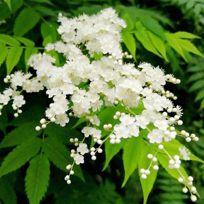 Sorbaria sorbifolia Seeds – False Spirea White Clustered Flower Bush Perennial Seeds