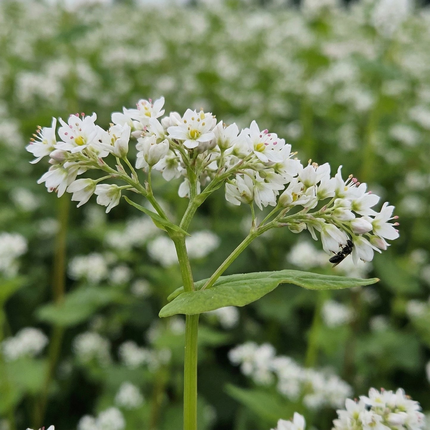 Buckwheat Seeds – Annual Fast-Growing Cover Crop Seeds for Green Manure