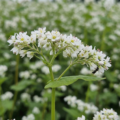 Buckwheat Seeds – Annual Fast-Growing Cover Crop Seeds for Green Manure