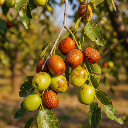 Jujube Tree Seeds Ziziphus jujuba Red Date Fruit Tree Seeds