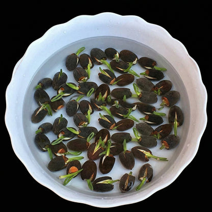Mixed Color Lotus Seeds – Bowl Lotus Aquatic Seeds for Indoor Bonsai & Outdoor Ponds