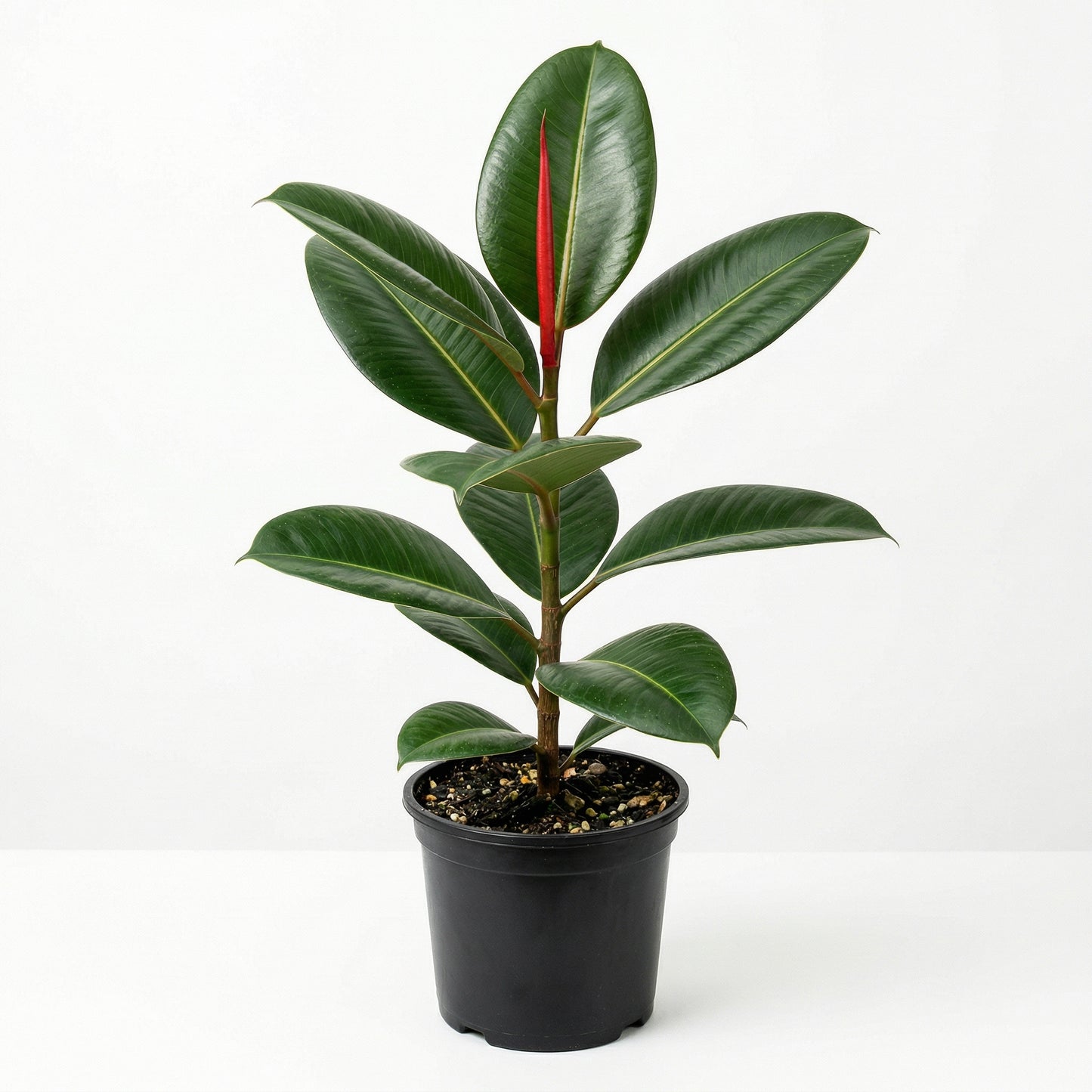 Ficus elastica Decora Seeds – Rubber Plant Evergreen Indoor Garden Plant Seeds