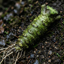 Wasabi Root Seeds Wasabia japonica – Heirloom Japanese Horseradish Seeds