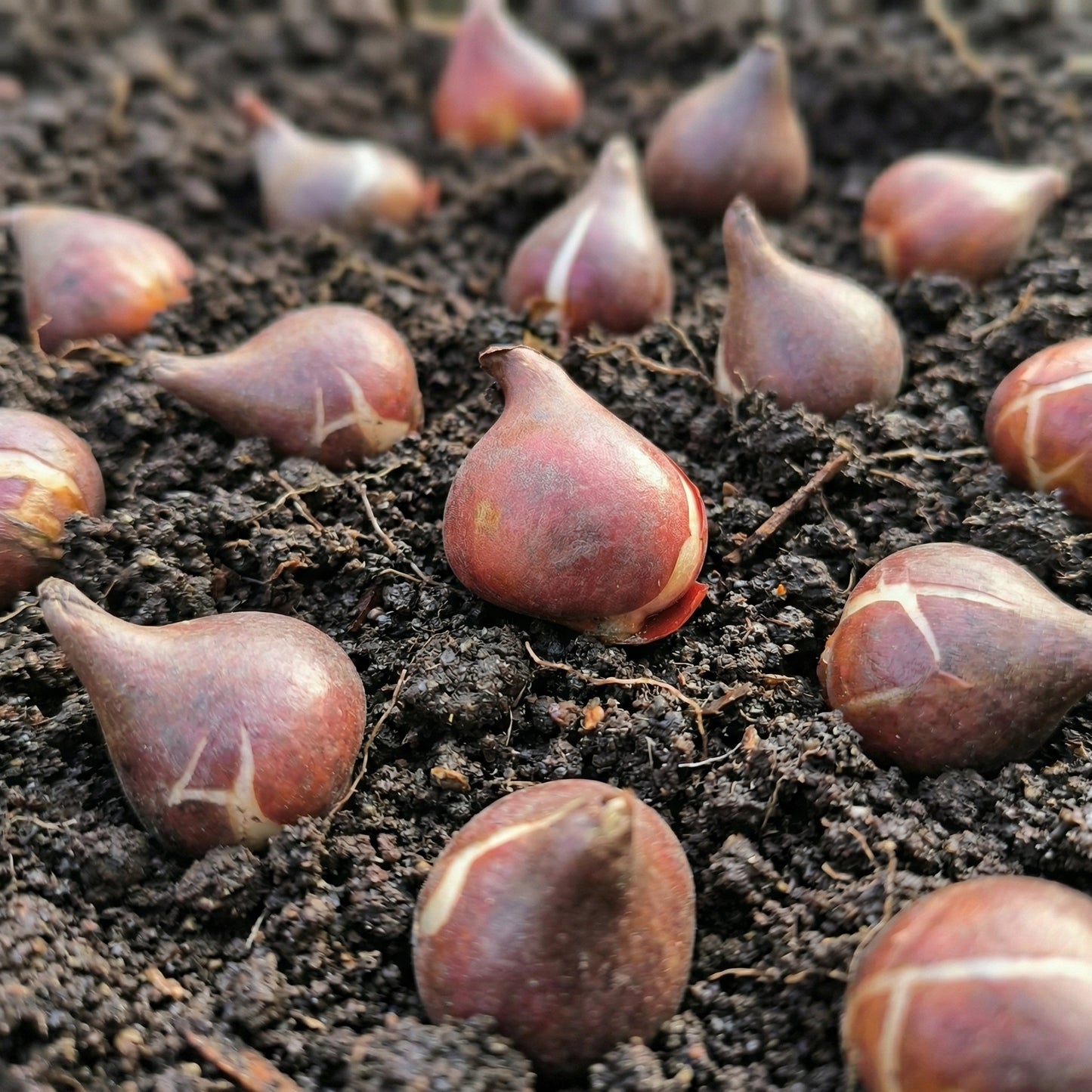 Rainbow Color Tulip Bulbs for Planting – Spring Bloom Garden Bulbs