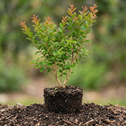 Mixed Crepe Myrtle Flower Seeds (Lagerstroemia)